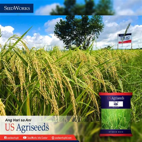 jackpot hybrid rice price philippines|Rice variety selection: Inbred or hybrid .